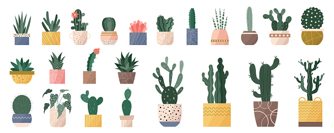 Trendy set of home cute cacti plants in flowerpots pack icons. Collection of mini cacti succulent plants and tall home decor cactus in pots modern illustrations. Flat cartoon swiss trend graphic style