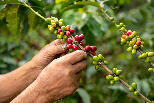 A close up view of a arabica coffee farmer's hands picking ripened beans off of a plant on his farm in Colombia, South America
