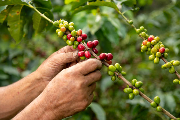 A close up view of a arabica coffee farmer's hands A close up view of a arabica coffee farmer's hands picking ripened beans off of a plant on his farm in Colombia, South America colombian ethnicity stock pictures, royalty-free photos & images
