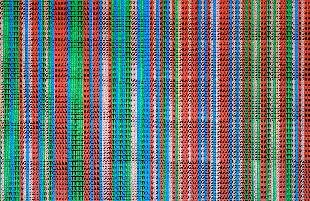 согласованных последовательностей днк, отображаемых на жк-дисплее - dna sequencing gel dna laboratory equipment analyzing стоковые фото и изображения