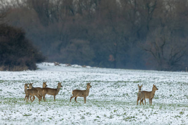 istock Group of roe deers in winter 1359000743