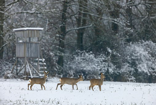 Three roe deers (Capreolus capreolus) walking in winter in front of a hunter perch.