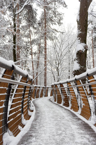 istock Aerial ecological trail among tree crowns,  VDNH park, winter. 1359000763