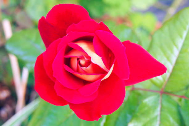 istock resplendent rosebush in a dazzling red color 1359001689