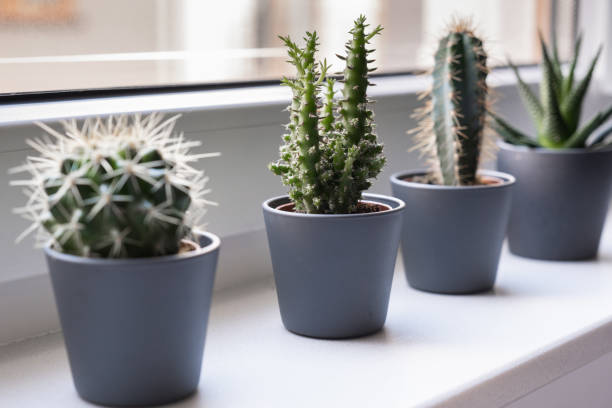 istock Cactus and succulent, green home plants. 1359001843