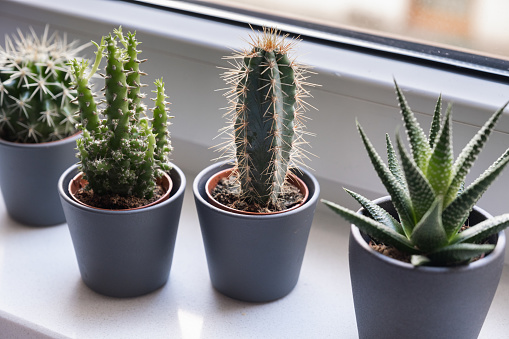 Cactus and succulent, green home plants.