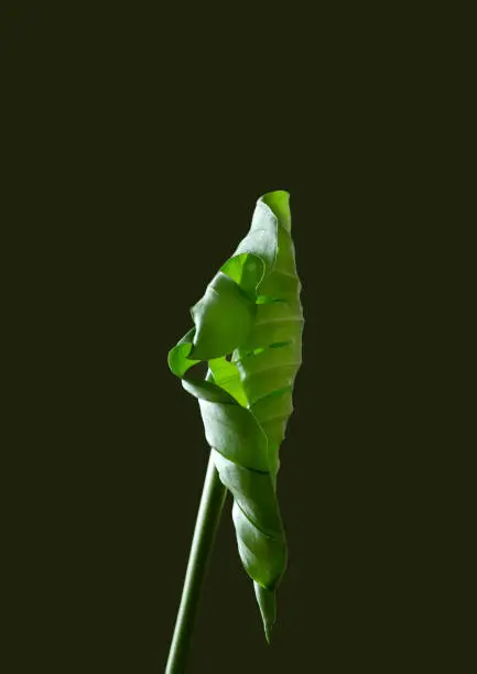 Photo of A new monstera leaf opens. Dark background