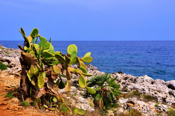 istock zingaro natural reserve sicily italy 1359002128