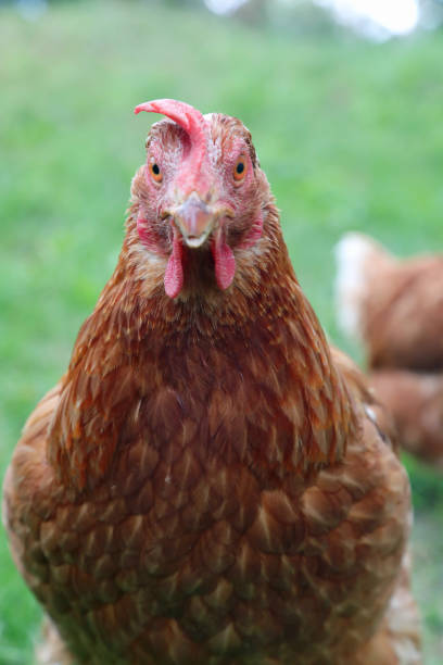 istock brown hen in the farm  looking at camera 1359004312