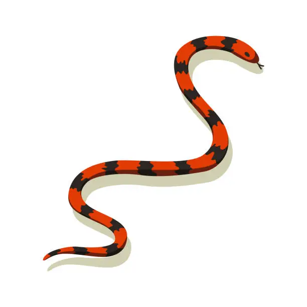 Vector illustration of Venomous snake. Danger color animal. Poisonous reptile crawl. Decorative character, wildlife nature animal