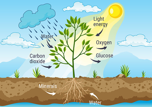 Photosynthesis as a process of tree produce oxygen using rain and sun. Diagram showing process of photosynthesis in plant. Colorful biology scheme for education in flat style.