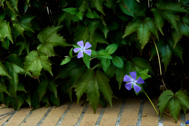 Maiden grass flower, Vinca major, on a balcony in early spring. High quality photo