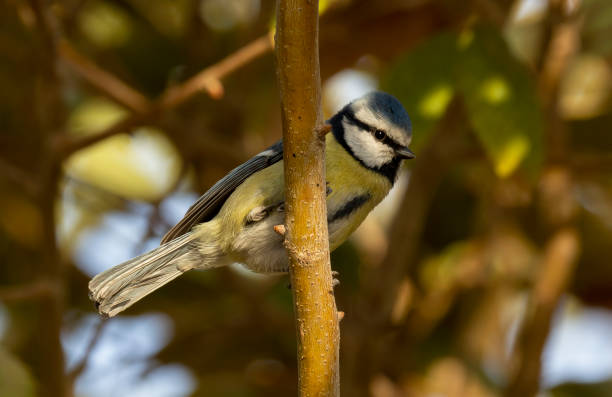 istock Cyanistes caeruleus bird perched on tree branch ( Eurasian Blue Tit ) 1359006031