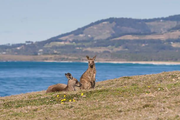 istock Kangaroos near a beach 135900626