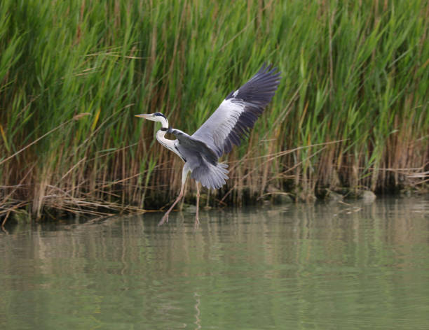 istock gray heron flying over the river near the mouth 1359006893