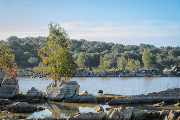istock Eucalyptus tree on the stone riverbank 1359007160