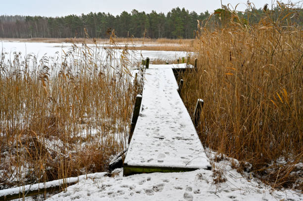 istock footprints on wooden jetty straight out in reeds 1359007573