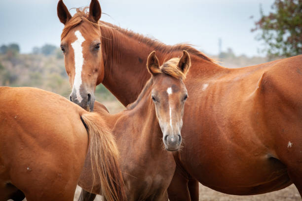 istock Close up wild horse family 1359009087
