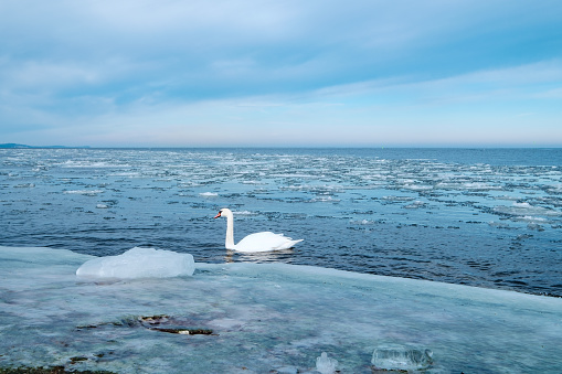 A swan swims in the harbor entrance of Swinoujscie / Poland in the icy Baltic Sea
