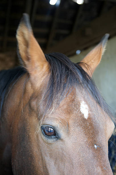 istock Horse eye and ears close in 135900986