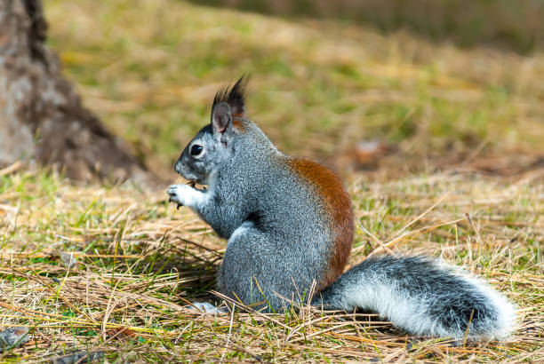 Abert's Squirrel Feeding stock photo