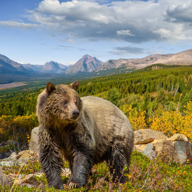 grizzlybär im glacier national park - us glacier national park stock-fotos und bilder