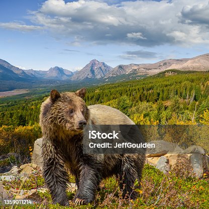 istock Grizzly Bear in Glacier National Park 1359011214