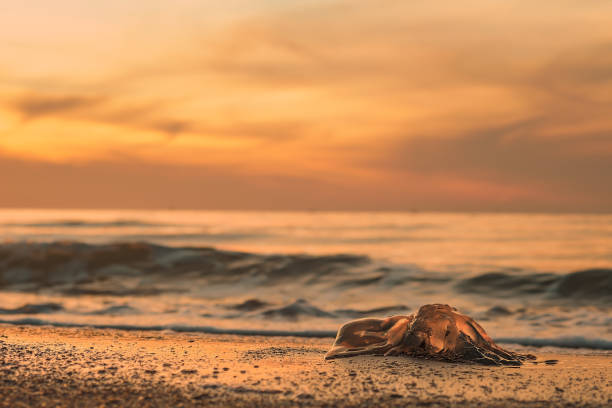 Close-up of jellyfish on the beach against the sunset orange sky, waves run over the sandy beach. Orange burnt flowers sunset. Natural photography of nature stock photo