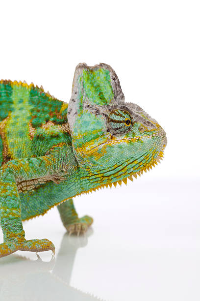 istock Close-up of big chameleon 135901230