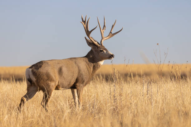 istock Buck Mule Deer in Colorado in Autumn 1359012882