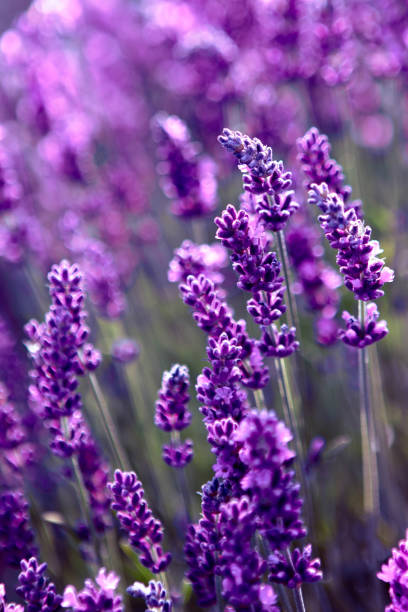 istock closeup of Lavender flower field at sunset rays 1359015730