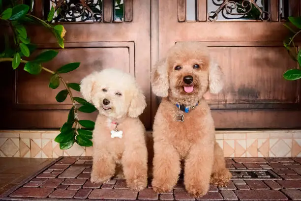 Photo of Portrait of two cute brown toy poodles