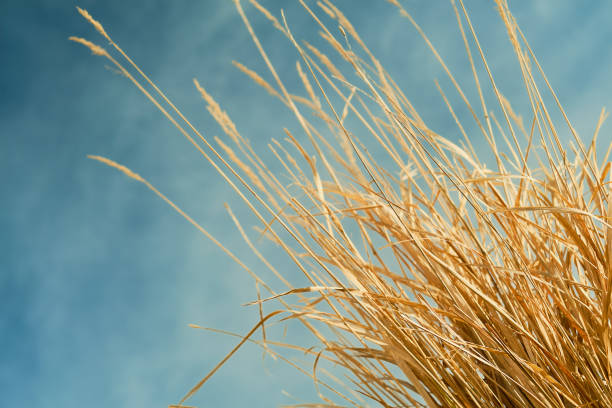Natural natural background, dry grass or straw against a blue sky with clouds. Close-up.