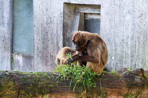 Monkey and the baby , moom Animal wildlife
