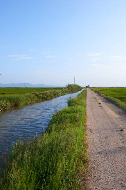 istock A water channel used to irrigate rice fields 1359019199