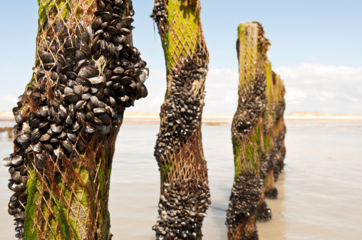 mussel plantation in Normandy France only visible on low tide.