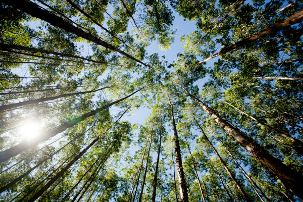 istock Plantation of Eucalyptus trees 1359020311