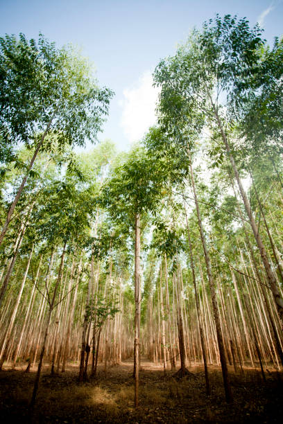 istock Plantation of Eucalyptus trees 1359020322