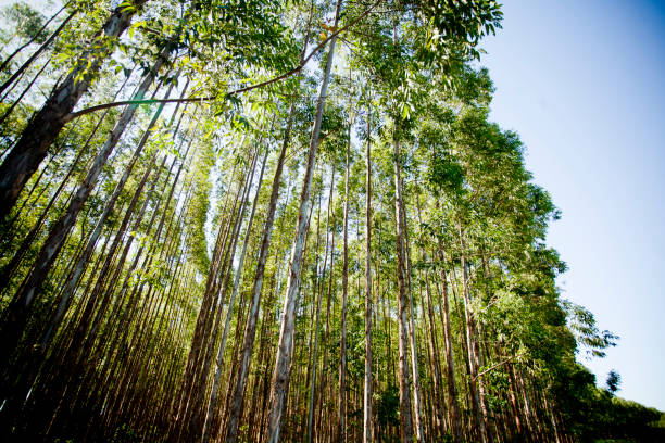 istock Plantation of Eucalyptus trees 1359020327