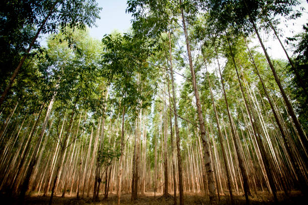 istock Plantation of Eucalyptus trees 1359020335