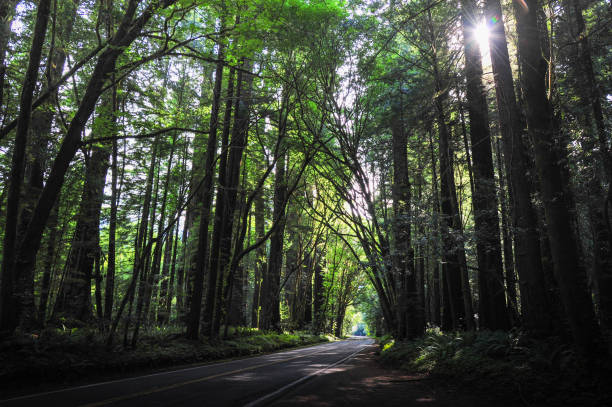 istock Deep forest of the Giants 1359020460