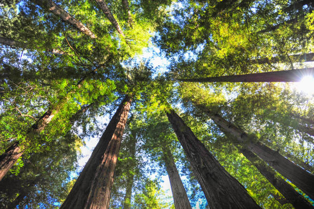 istock Looking up to the giants 1359020466