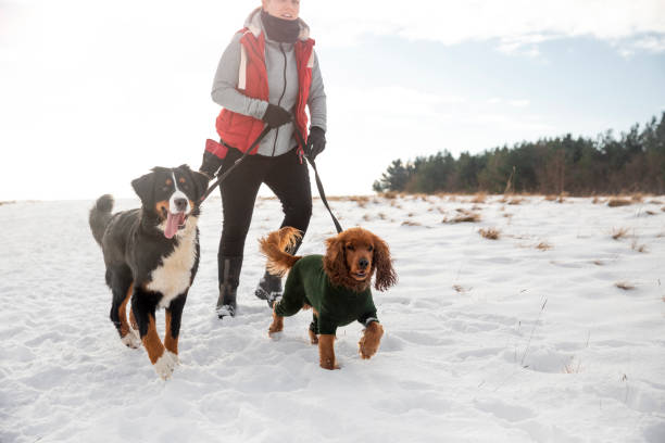 joggen mit den hunden - snow dog walking running stock-fotos und bilder