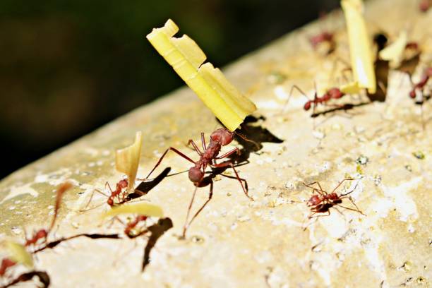 istock Street of leaf cutter ants 1359021396