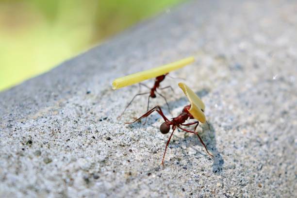 Street of leaf cutter ants