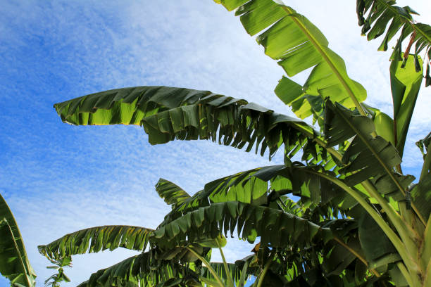istock Musa paradisiaca plantation in Spain 1359021500