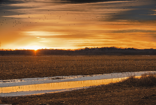 Beautiful sunset over dry agricultural field in Midwest; narrow creek edged with snow crosses the field; large flock of birds flying over the filed