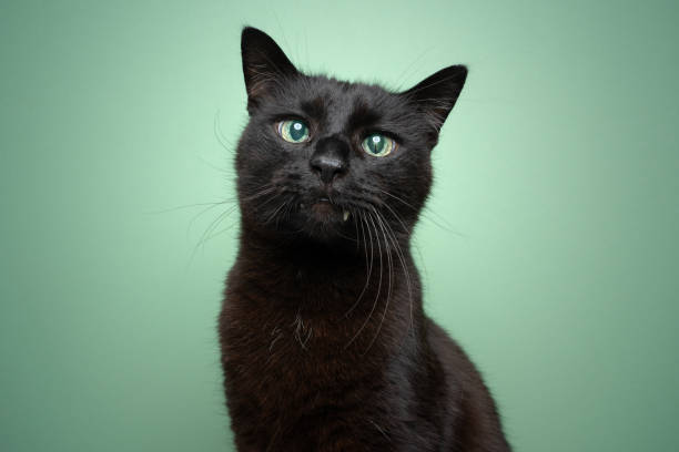 istock cute black blind cat portrait on mint green background 1359021626