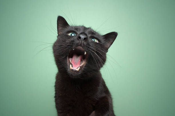 black cat with mouth wide open funny portrait on mint green background black cat with mouth wide open funny portrait on mint green background with copy space miaowing stock pictures, royalty-free photos & images