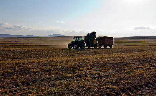 Unidentified Turkish people who is farm worker wearing traditional clothes in steppe with a small tractor in kırşehir turkey. They are harvesting the lentil on field in summer time.